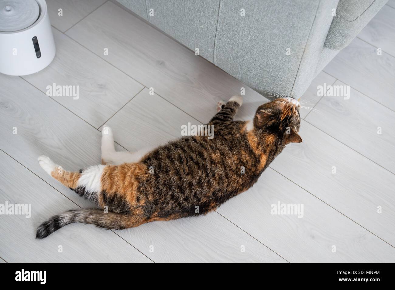Entspanntes Calico-Katzenschnüffelsofa zu Hause, das Möbel mit Hormonen mit speziellen Drüsen markiert. Stockfoto