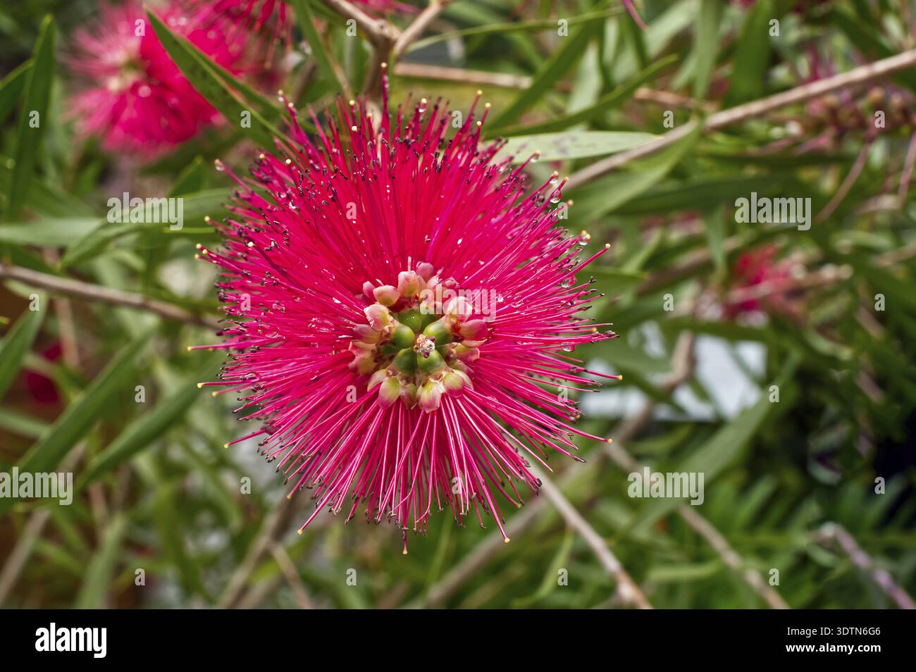 Makro eines roten Callistemon 'splendens' und der Sepalen und Pollen Stockfoto