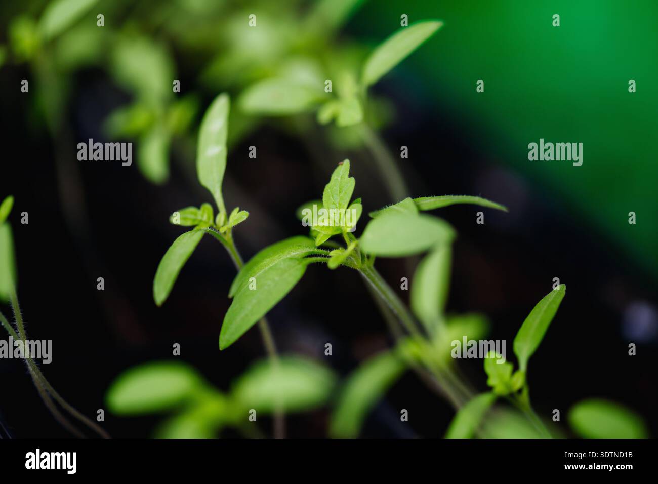 Pflanzensamen in Innenräumen für Setzlinge im frühen Frühjahr. Stockfoto