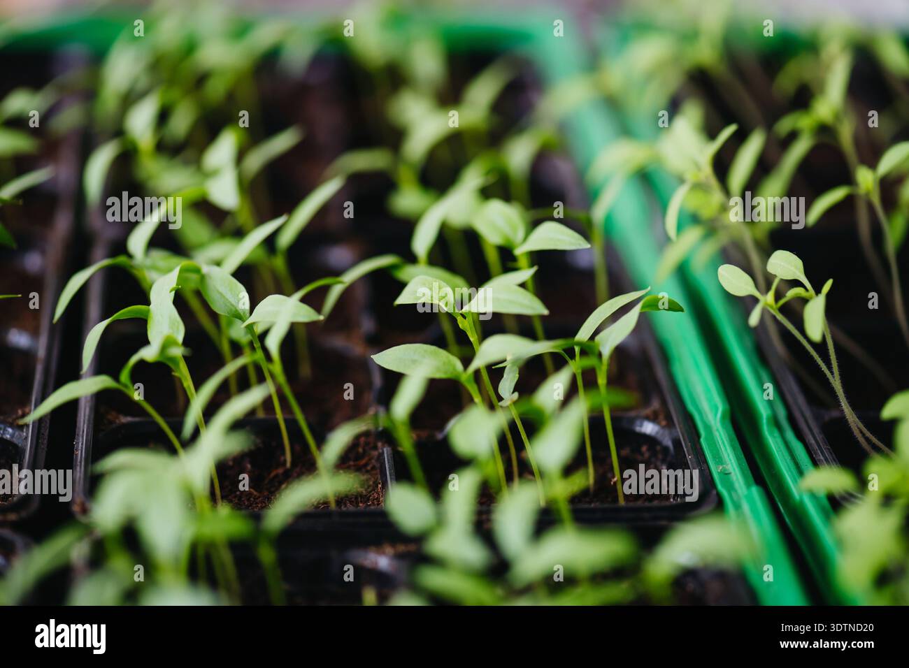 Pflanzensamen in Innenräumen für Setzlinge im frühen Frühjahr. Stockfoto
