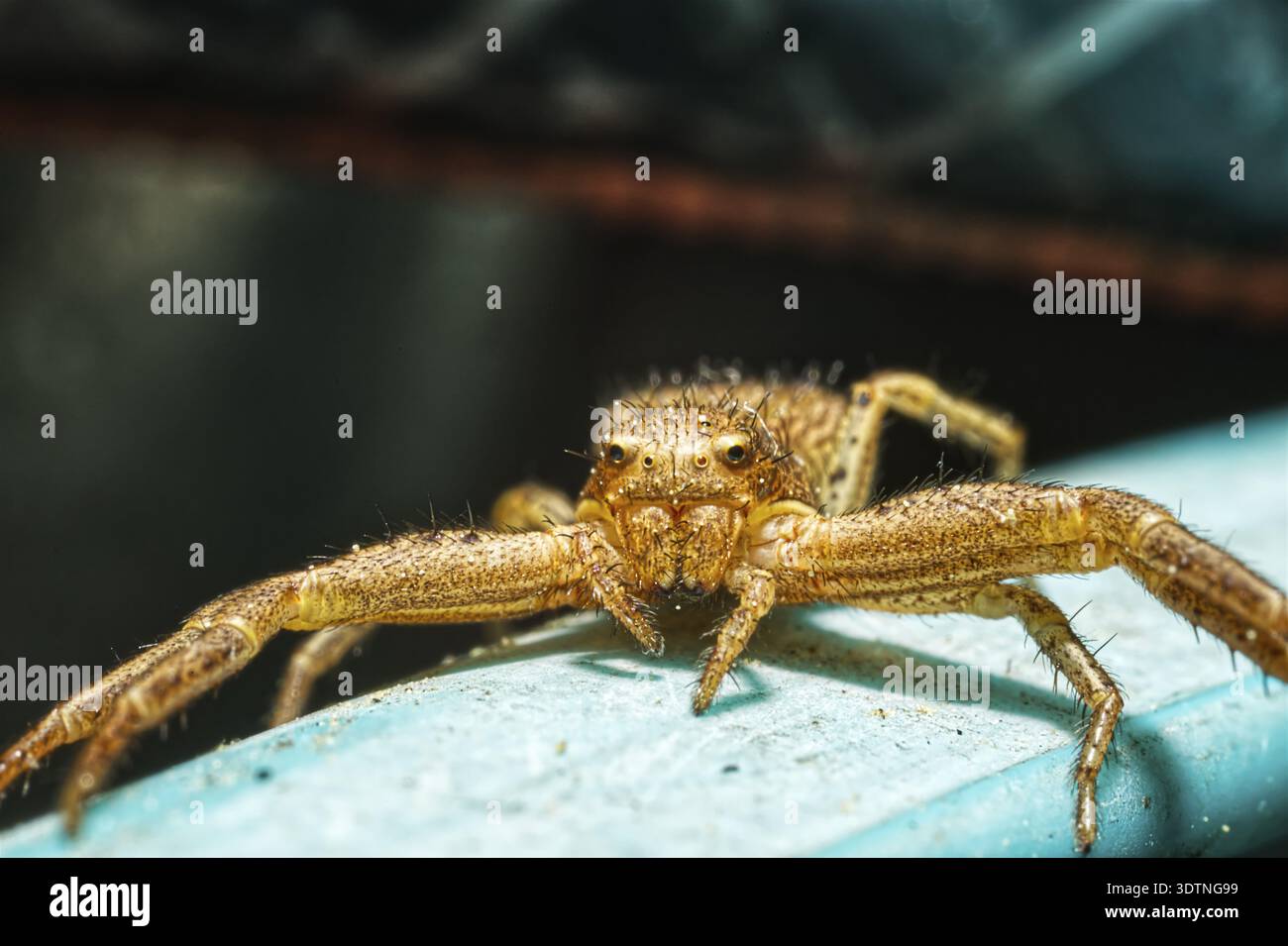 Vorderansicht einer gelben Spinne mit vielen Beinen und Augen Stockfoto