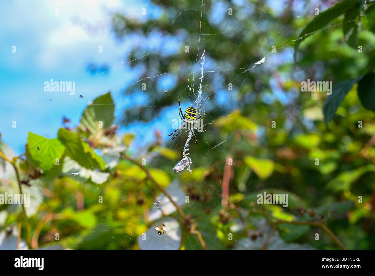 Die Tigerspinne (Argiope bruennichi, Zebraspinne) ist nicht sehr aggressiv. Häufig in vielen Lebensräumen, mit einem Körper ähnlich wie Wespen. Die Tigerspide Stockfoto