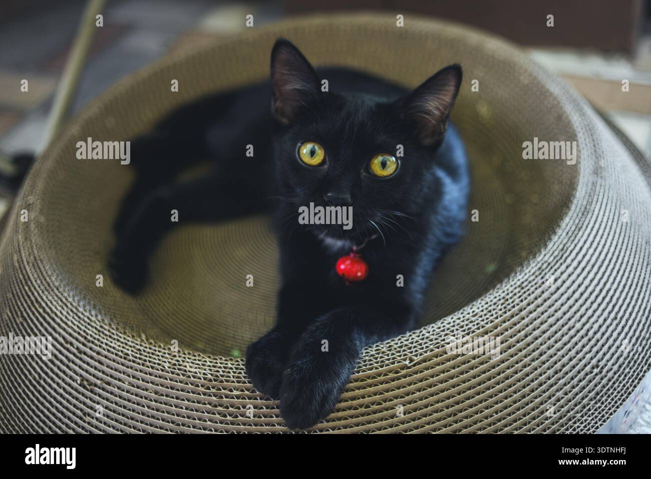 Eine schwarze Katze mit rotem Kragen, die in einem Korb sitzt. Perfekt für Porträtmotive von Haustieren, Tieren und Katzen. Stockfoto