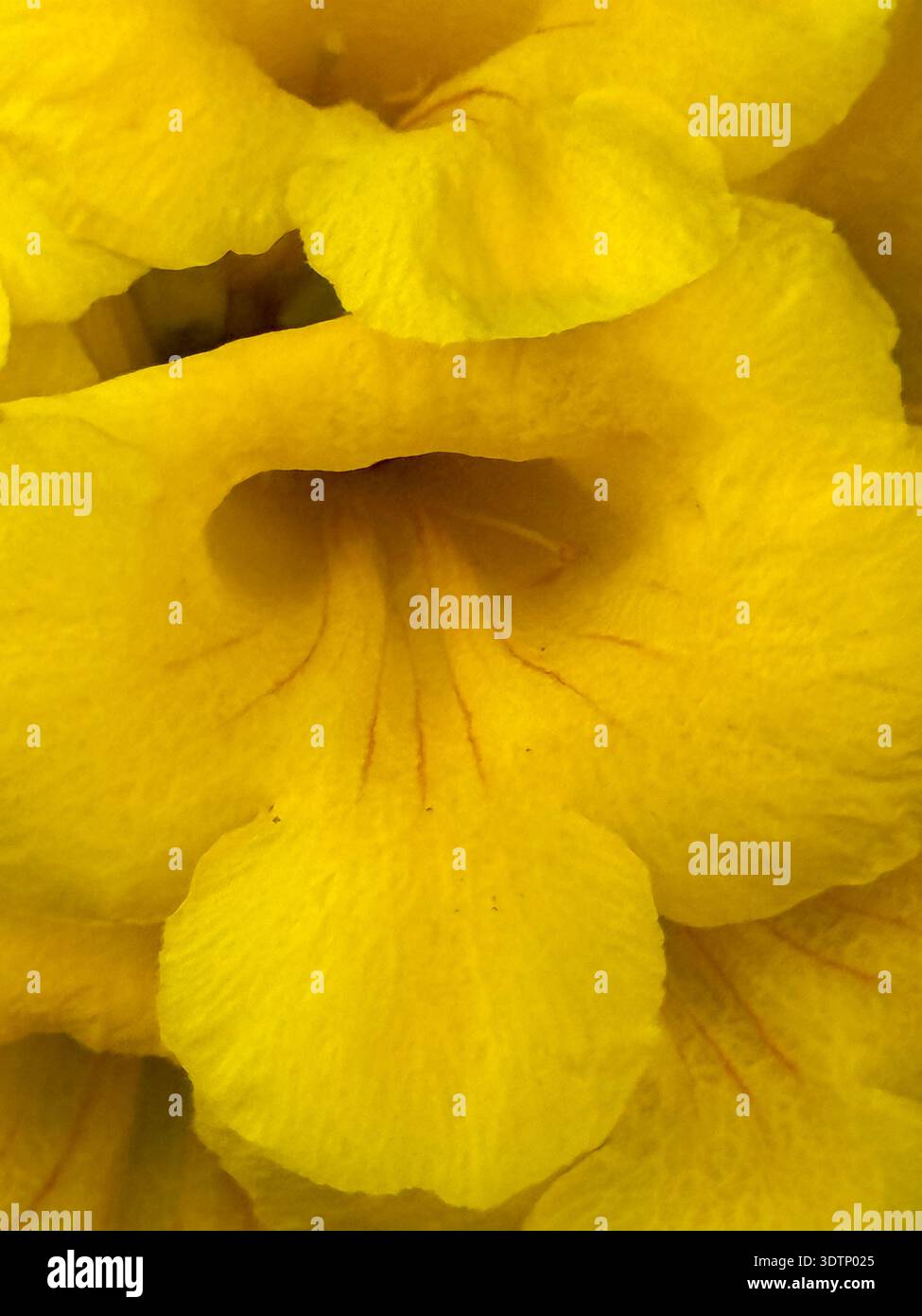 Extreme Nahaufnahme von leuchtend gelben trompetenförmigen Blüten. Das Bild hebt die zarten Blütenblätter und die weichen natürlichen Details der Blüte hervor. - Smartphone-aufgenommenes Stockfoto