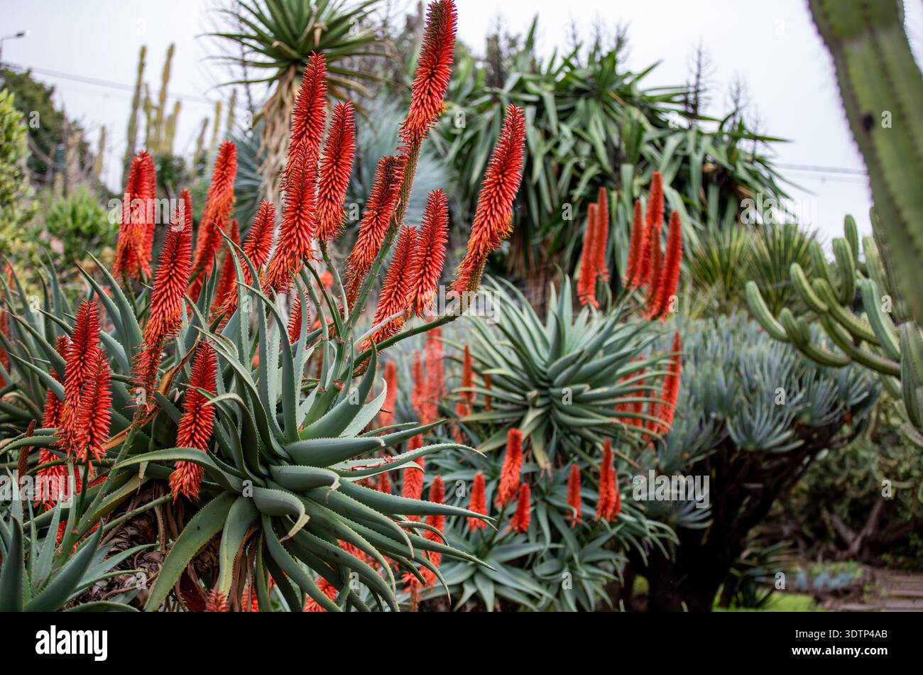 Die roten Blten der Aloe Vera (Aloe Arborescens) und seine ppige grne  Bltter schmcken im Februar die Grten des Castello Aragonese gegenber  der Insel Ischia Stockfotografie - Alamy