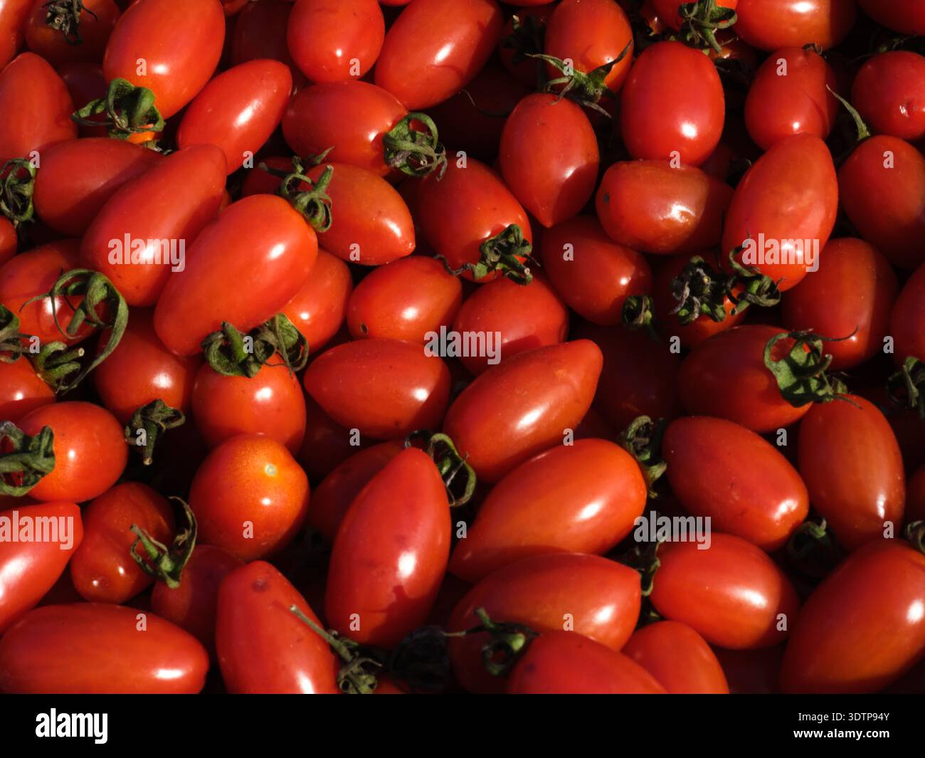 Bio-Tomaten zum Verkauf an einem Marktstand. Stockfoto