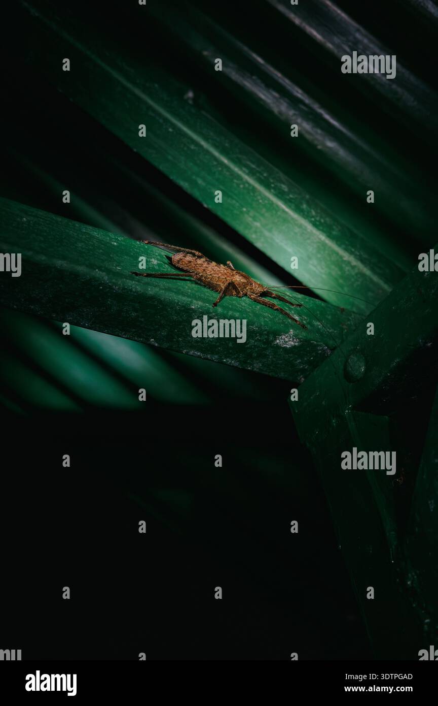 Katydid auf Palm Leaf in der Nacht, El Silencio, Arenal, Costa Rica Stockfoto