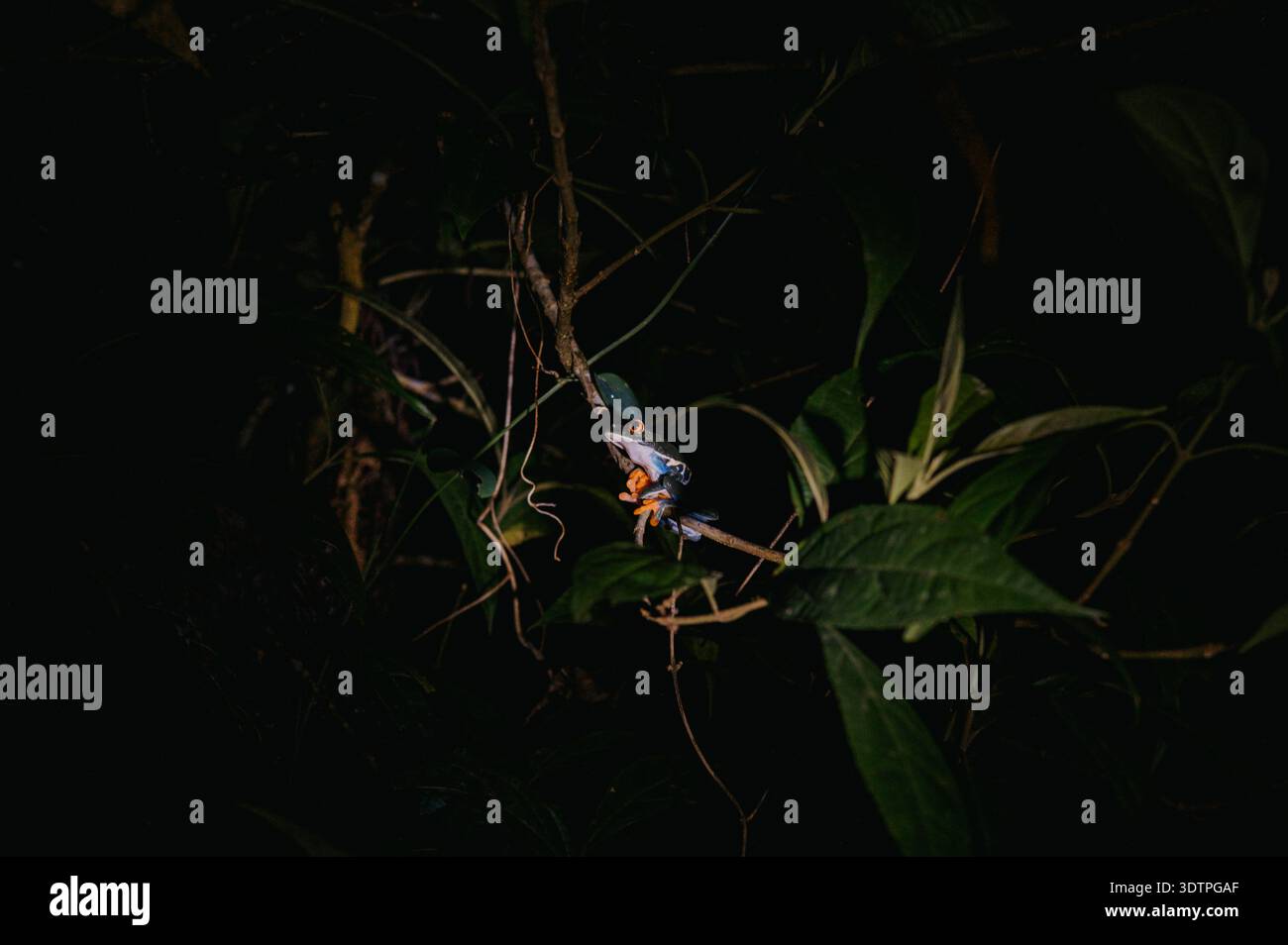 Bunter Baumfrosch auf Zweig bei Nacht, El Silencio, Arenal, Costa Rica Stockfoto