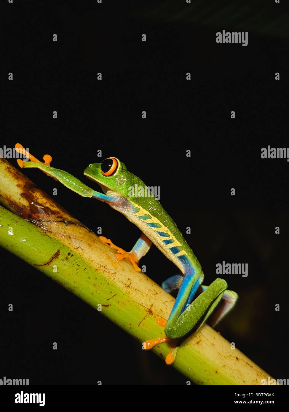 Rotaugen-Frosch klettern bei Nacht auf Bambus, El Silencio Trail Stockfoto