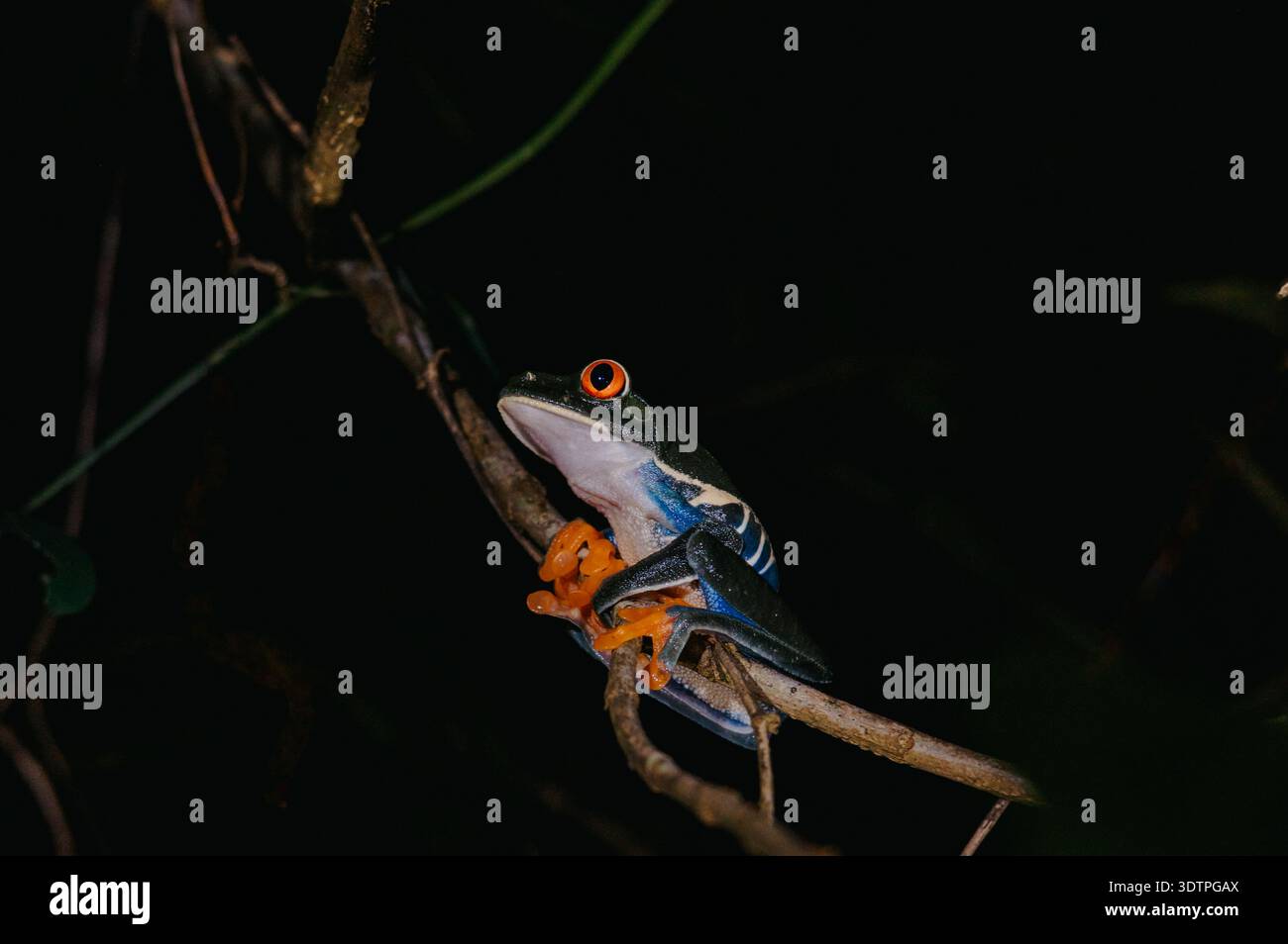 Rotäugiger Baumfrosch auf Zweig bei Nacht, El Silencio Trail, Costa Rica Stockfoto