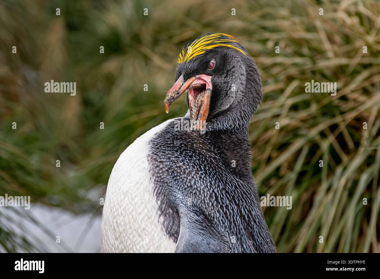 Ein Makkaroni-Pinguin predigt sich selbst. Hinter dem typischen getufteten Gras, das sein Lebensraum in Südgeorgien ist. Das getuftete Gras ist sehr hart in der Berührung. Stockfoto