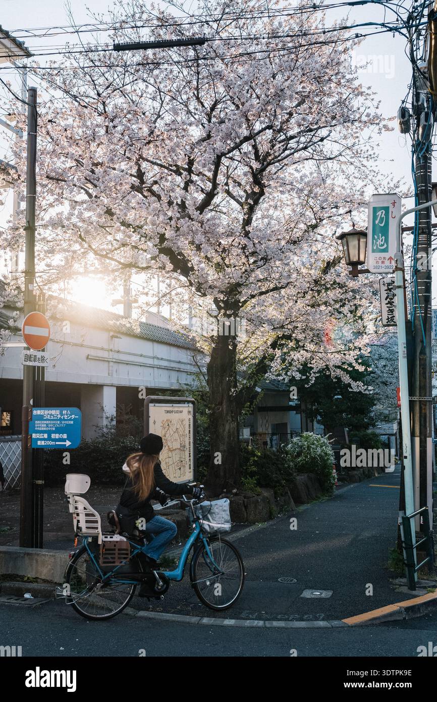 Frau mit langen blonden Haaren, die in der Sonne unter Kirschblüten radelt Stockfoto