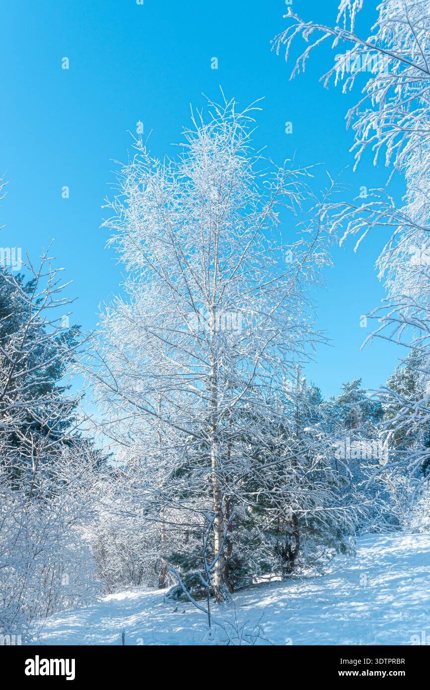 Winterwunderland in Schweden Stockfoto