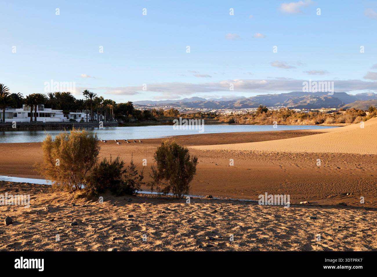 charca und Dünen von maspalomas gran canaria, kanarische Inseln, spanien Stockfoto