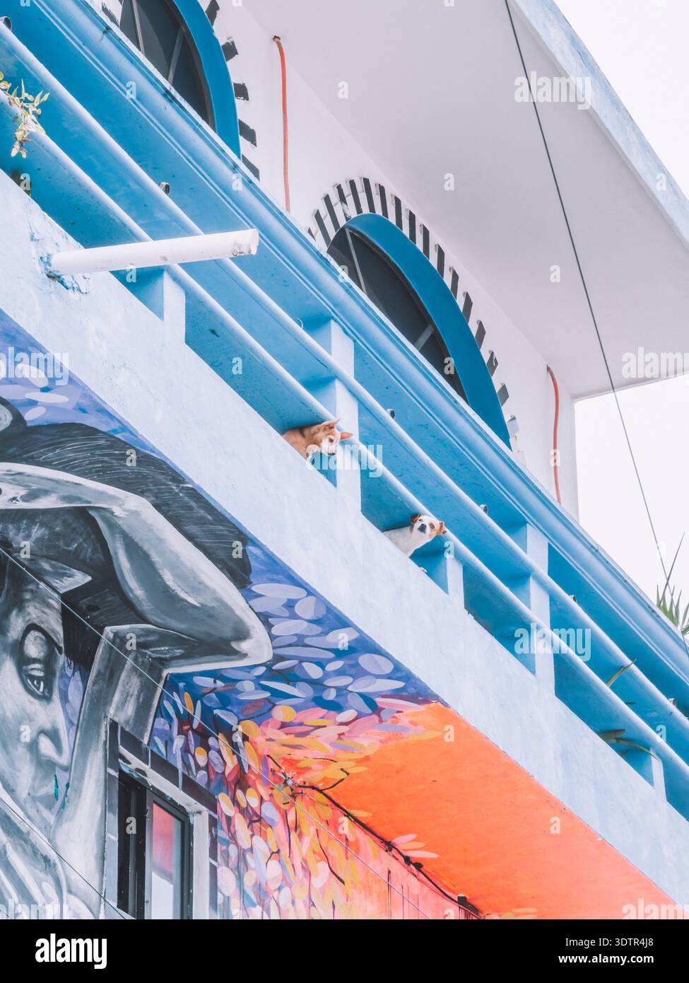 Zwei kleine Hunde, die von einem hellblauen Balkon eines bunten Gebäudes in Holbox, Mexiko, herabblicken. Stockfoto