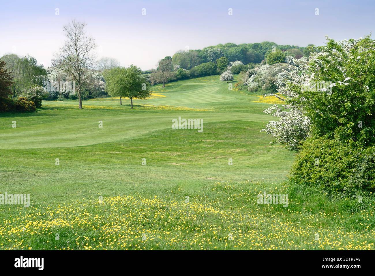 Blick auf wunderschöne, gut gepflegte Grünflächen mit blühenden Wildblumen und flankiert von Bäumen unter hellem wolkenlosem Himmel auf dem Westwood Country Park. Be Stockfoto