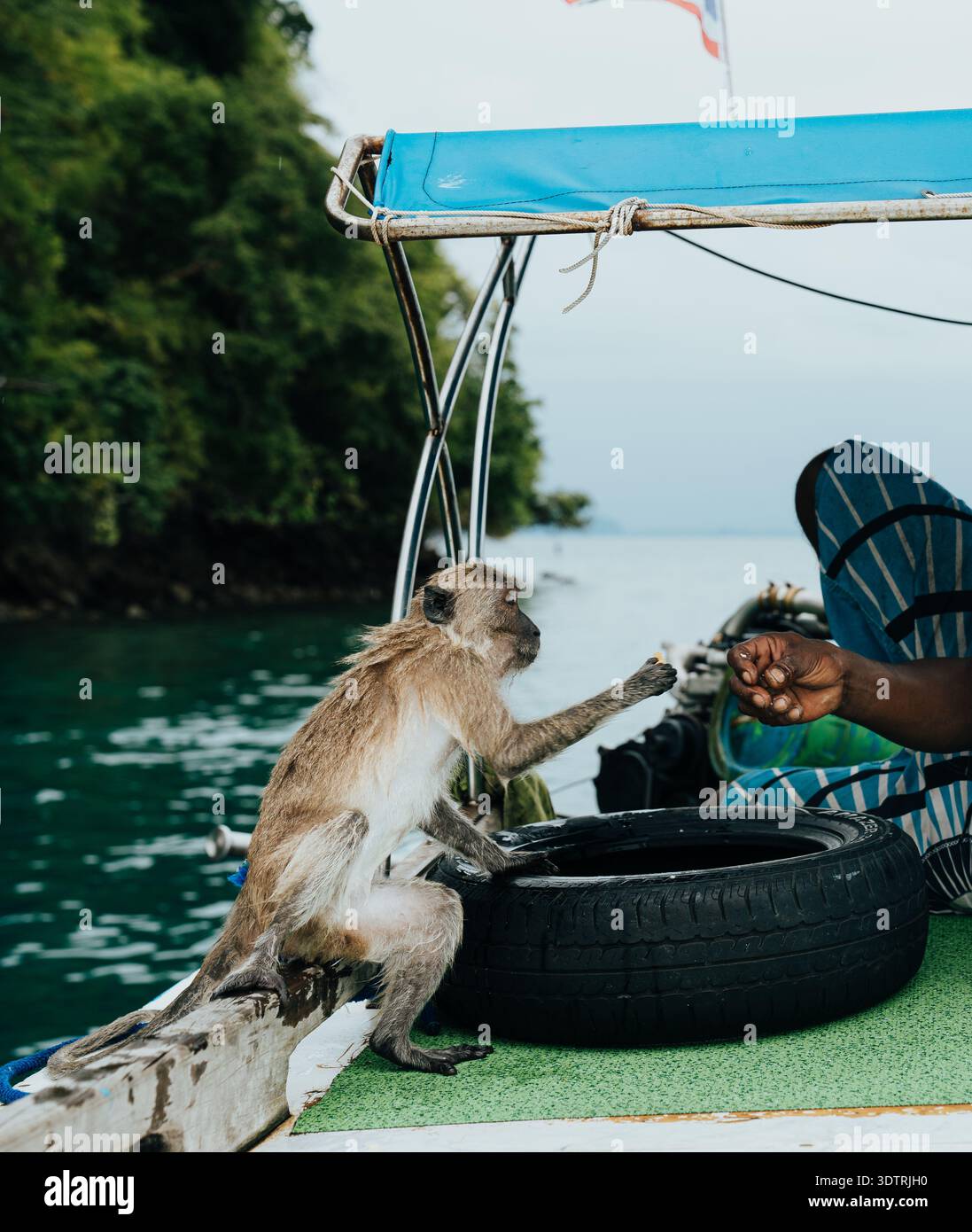Langschwanzmakaken, die von der menschlichen Hand auf dem Boot ernährt werden Stockfoto