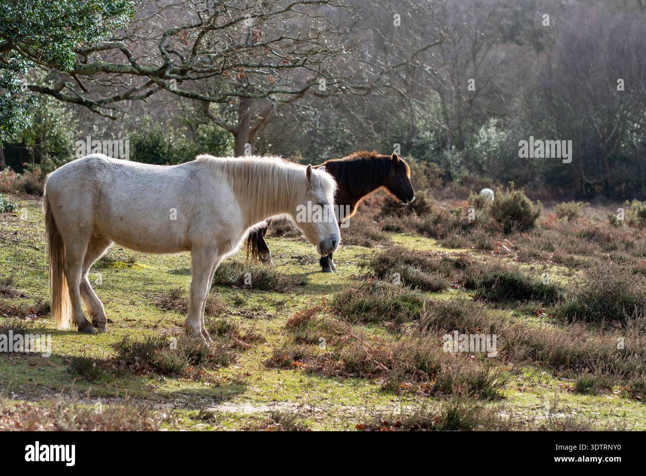 Ponys im New Forest Stockfoto