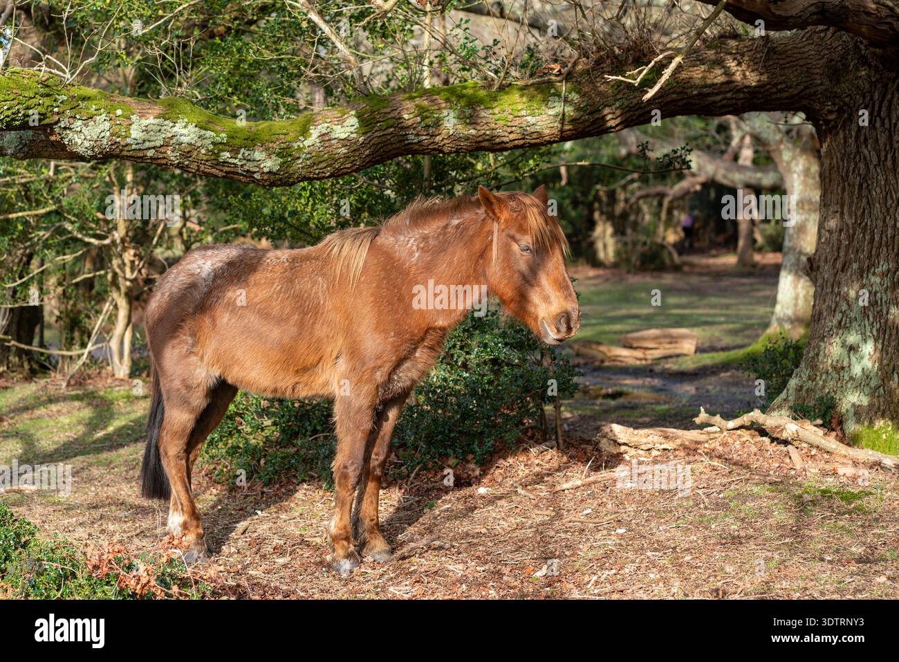 Ein Pony im New Forest Stockfoto