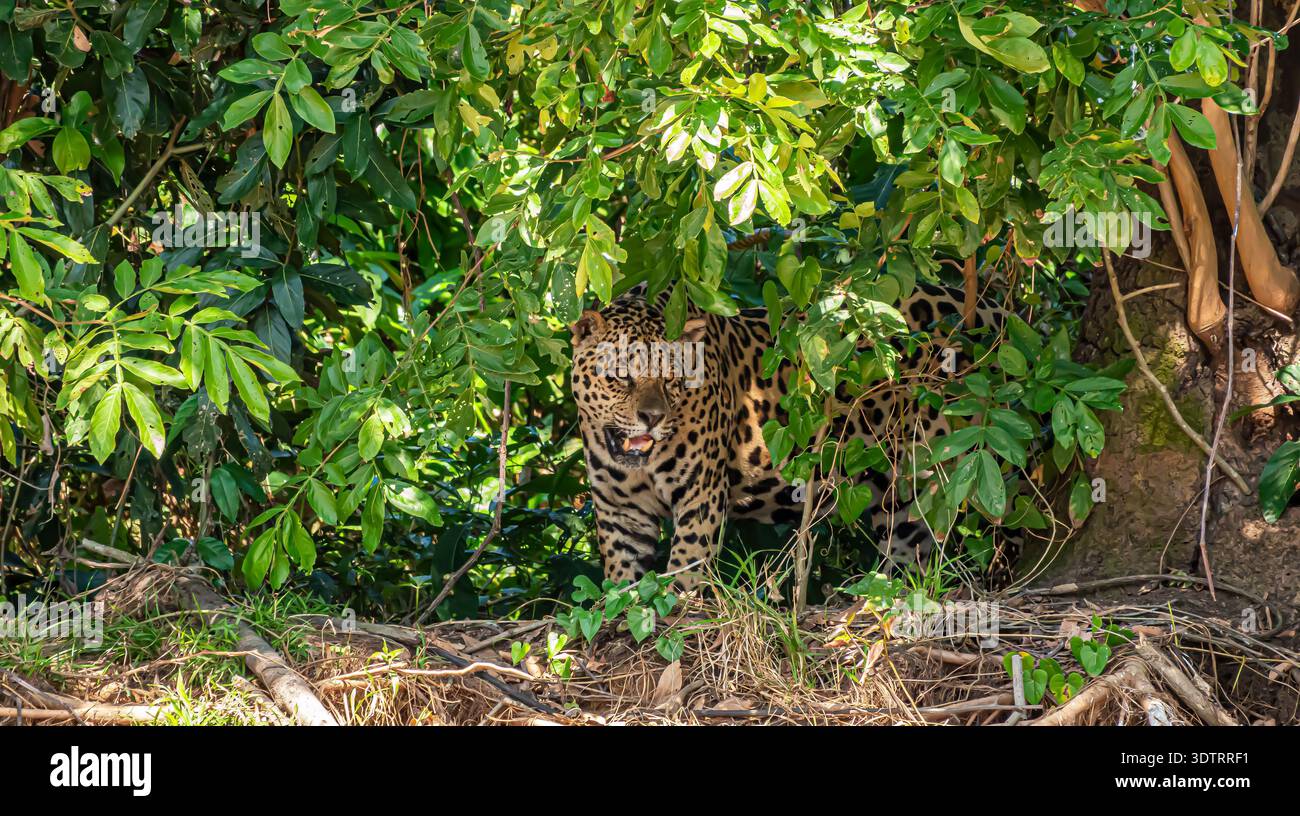 Ein wilder jaguar taucht aus der dichten grünen Waldvegetation in den Pantanal-Feuchtgebieten in Brasilien auf Stockfoto