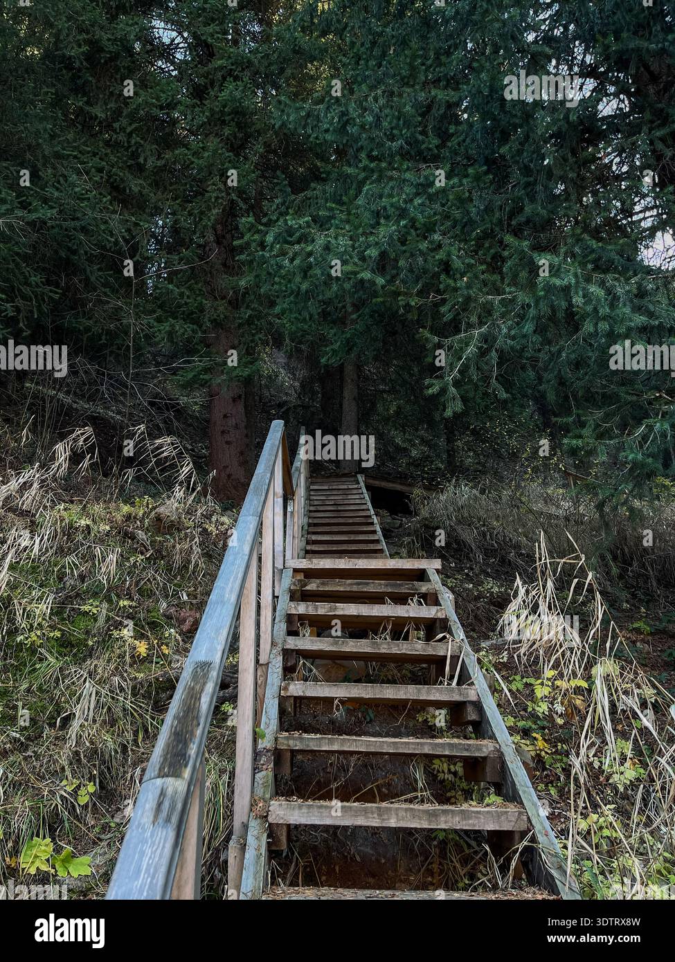 Eine ruhige Holztreppe führt durch üppiges Grün in eine friedliche Waldlandschaft Stockfoto