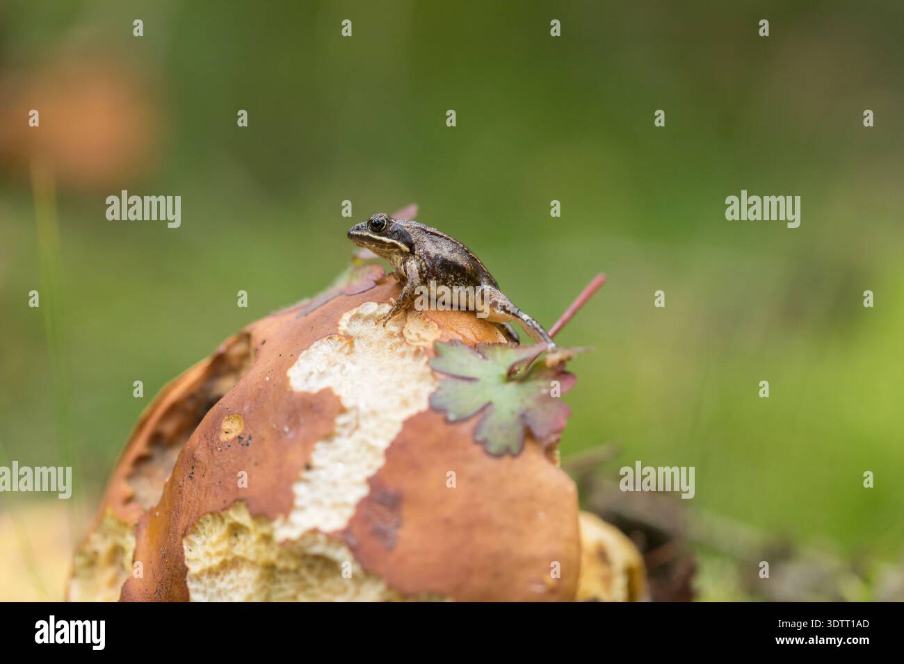 Kleiner Frosch sitzt auf carl johan essbarem Pilz in Waldnähe Stockfoto