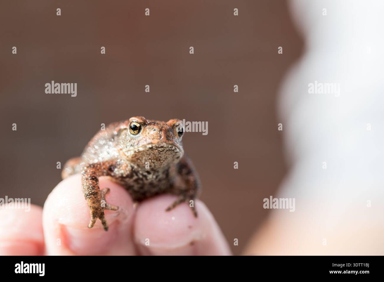 Winziger Frosch in der Kinderhand, der über die Welt schaut, Menschen kümmern sich um die Natur, helfen und schützen sie Stockfoto