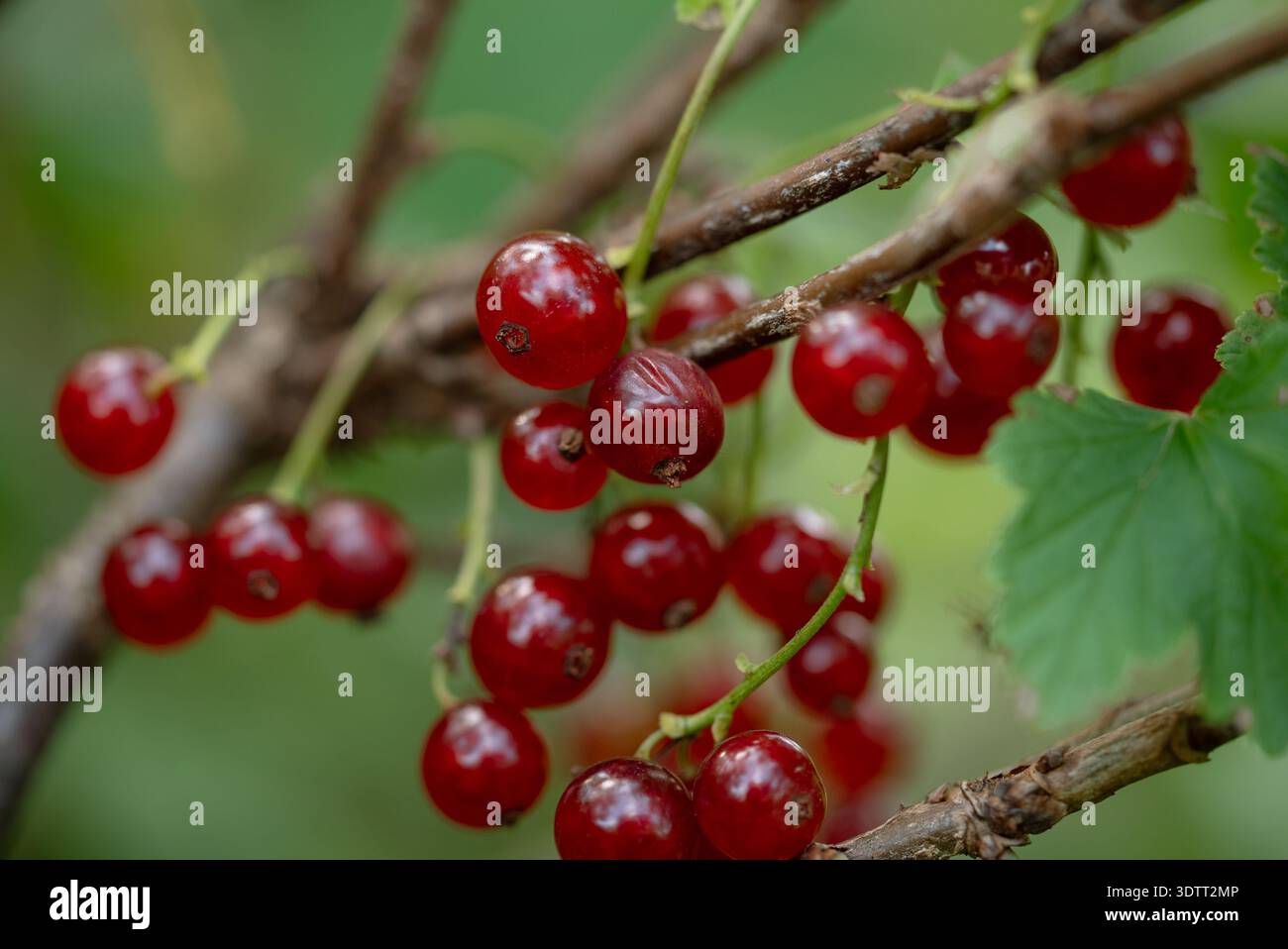 Johannisbeerbeeren Reifen an einem knorrigen Stamm und bieten eine reiche Ernte an gesunden, frischen und biologischen Früchten in einem natürlichen Garten, ideal für Sommer-Snacks oder kulinarische Zwecke Stockfoto