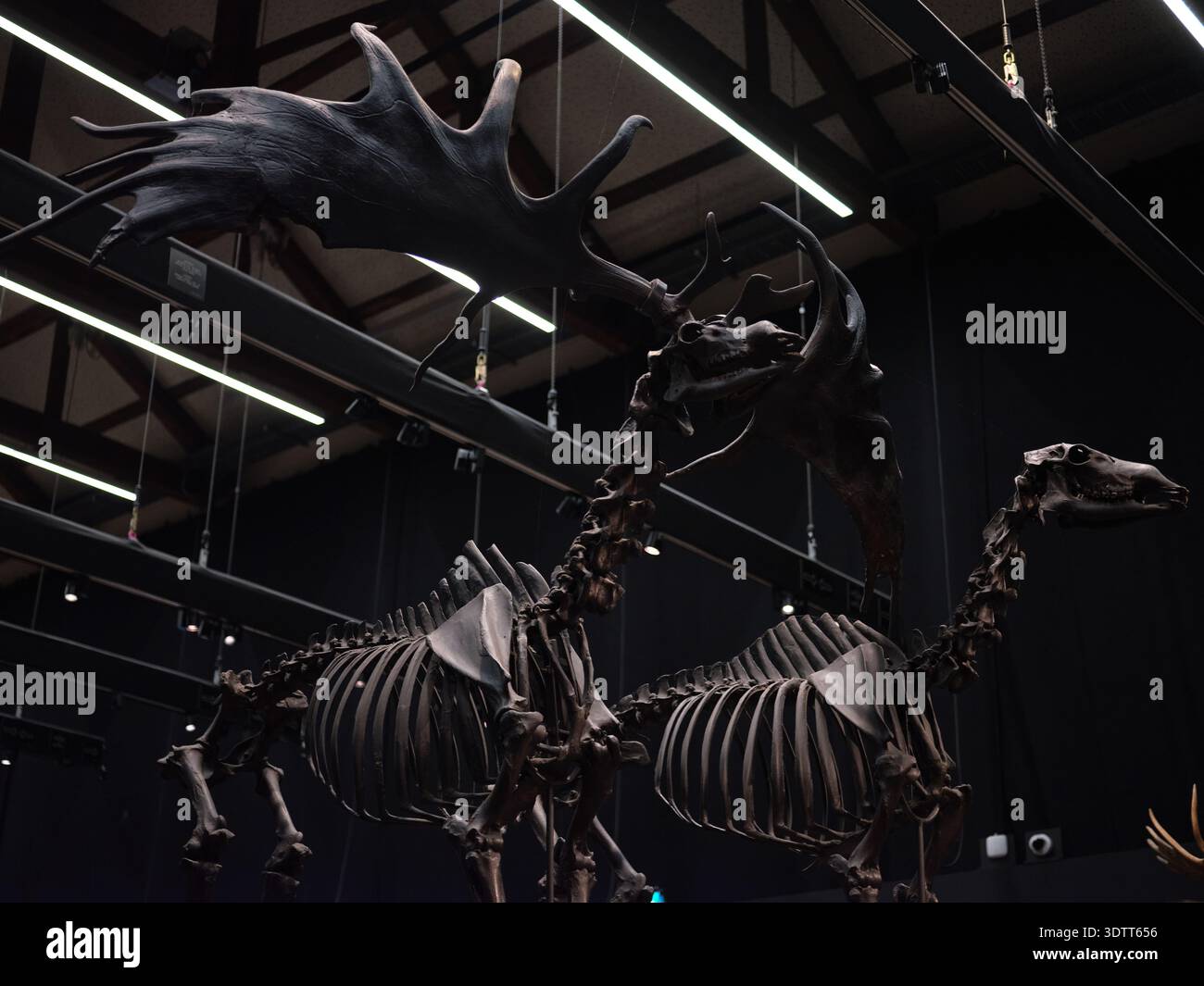 Das Skelett zweier großer Hirsche im Natural History Museum in Dublin, Irland. Stockfoto