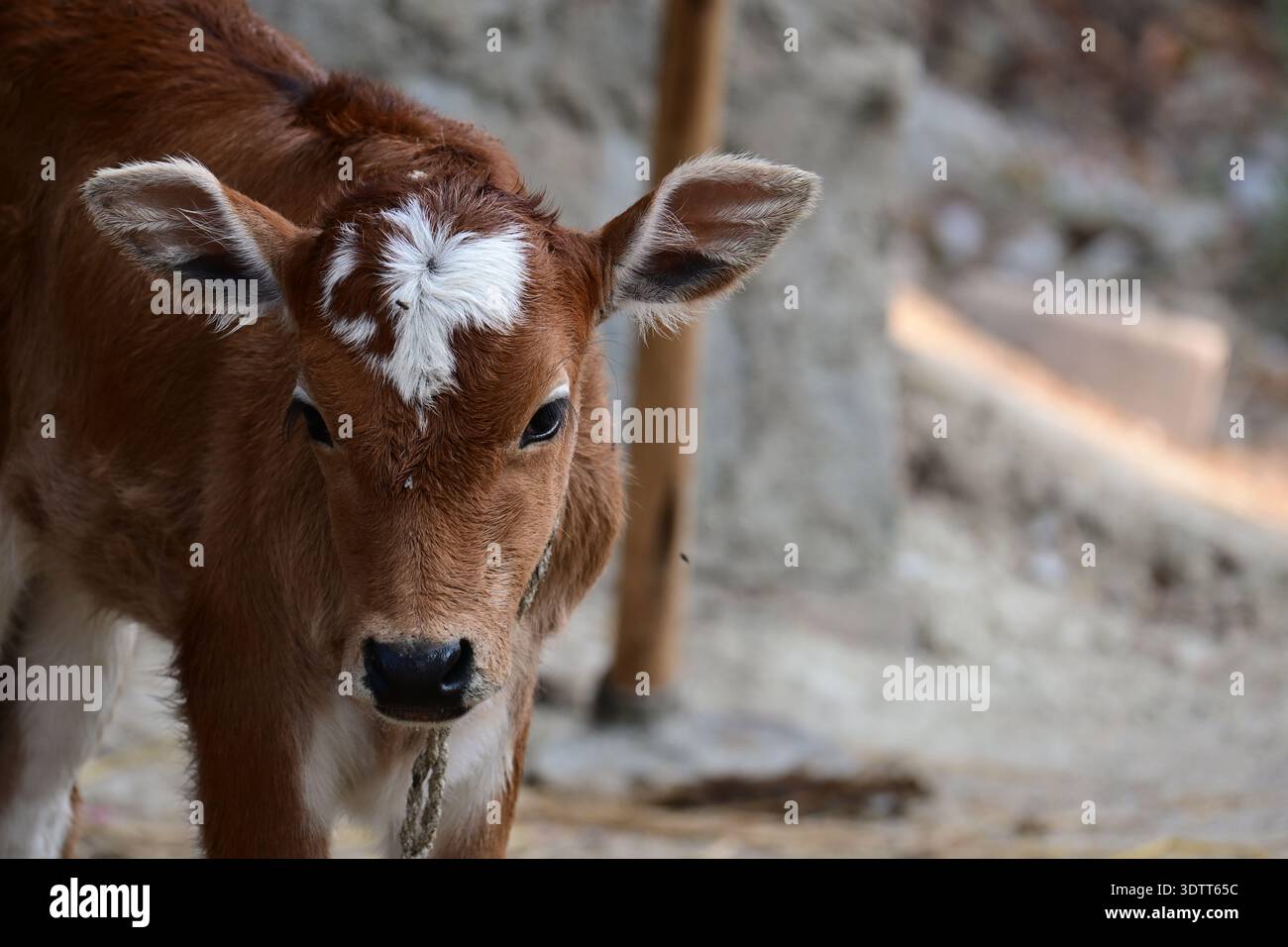 Nahaufnahme eines niedlichen braunen Kalbes mit weißer Stirnmarkierung in einer natürlichen ländlichen Umgebung. Jungtiere, gefangen in weichem natürlichem Licht mit geringer Schärfentiefe. Stockfoto