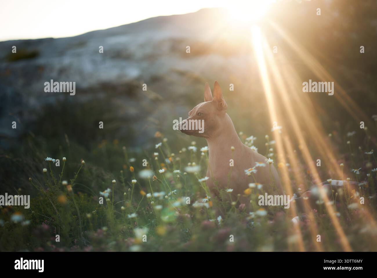 Ein haarloser Terrier sitzt in Wildblumen, während Sonnenstrahlen durch den Horizont brechen. Die Hintergrundbeleuchtung und die warmen Töne heben die Silhouette des Hundes hervor. Stockfoto