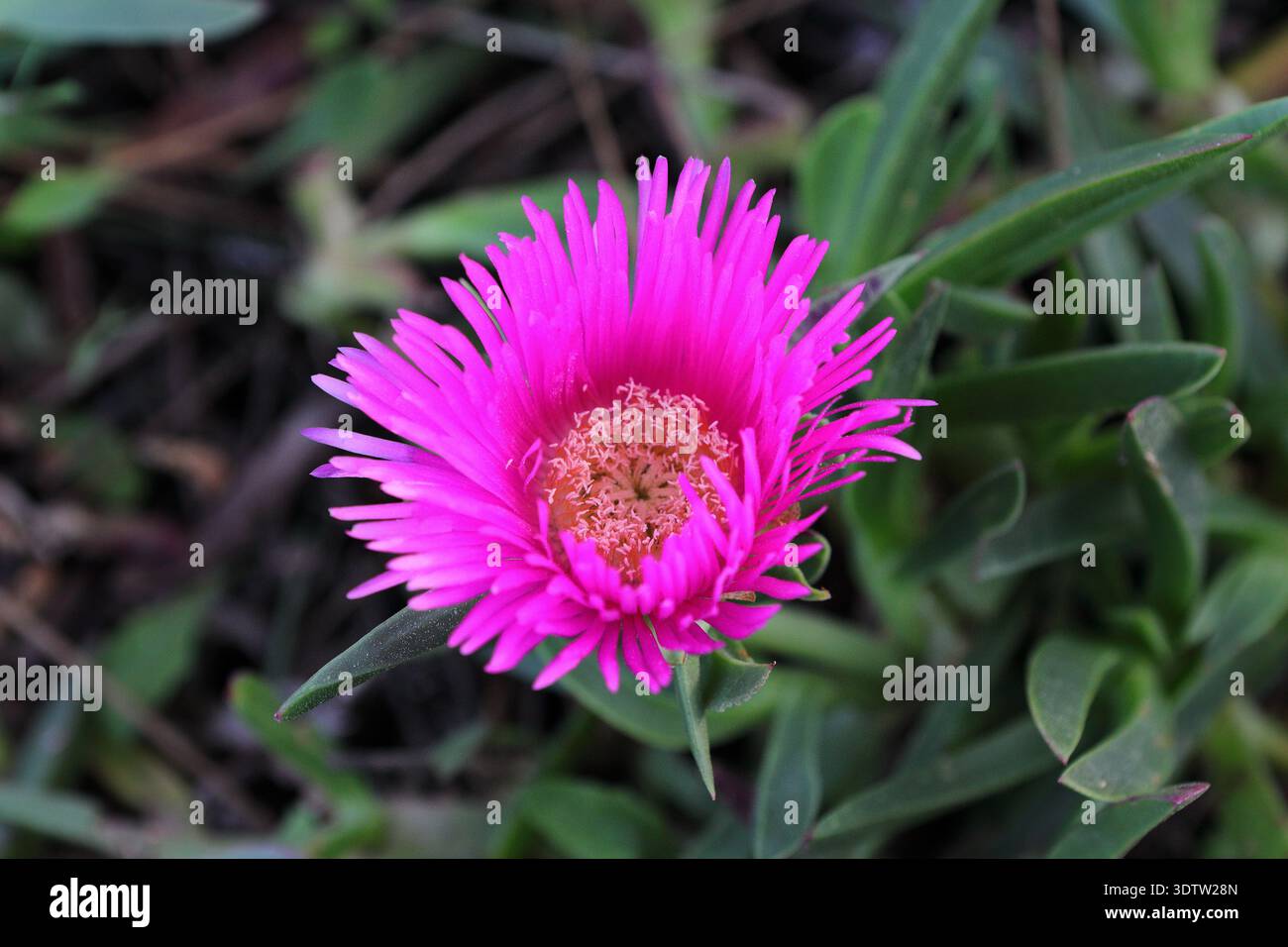 Nahaufnahme der leuchtend rosa Hottentot-Feige (Carpobrotus edulis) Blume mit gelber Mitte umgeben von grünem Laub in natürlicher Umgebung im Freien Stockfoto
