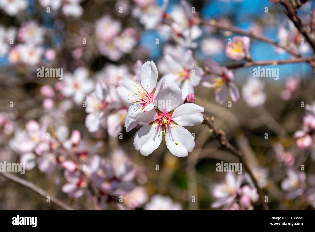 Primer plano de flores de almendro floreciendo bajo la luz del sol, Concept de renacimiento y naturaleza primaveral. Stockfoto
