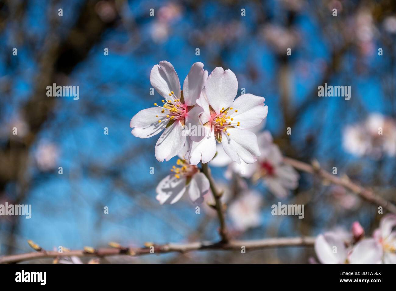 Primer plano de flores de almendro floreciendo bajo la luz del sol, Concept de renacimiento y naturaleza primaveral. Stockfoto