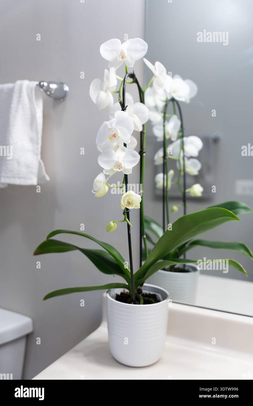 Eine blühende weiße Orchidee mit mehreren Blumen in einem weißen Badezimmer neben einem Spiegel. Elegante, minimalistische Inneneinrichtung von natürlicher Schönheit Stockfoto