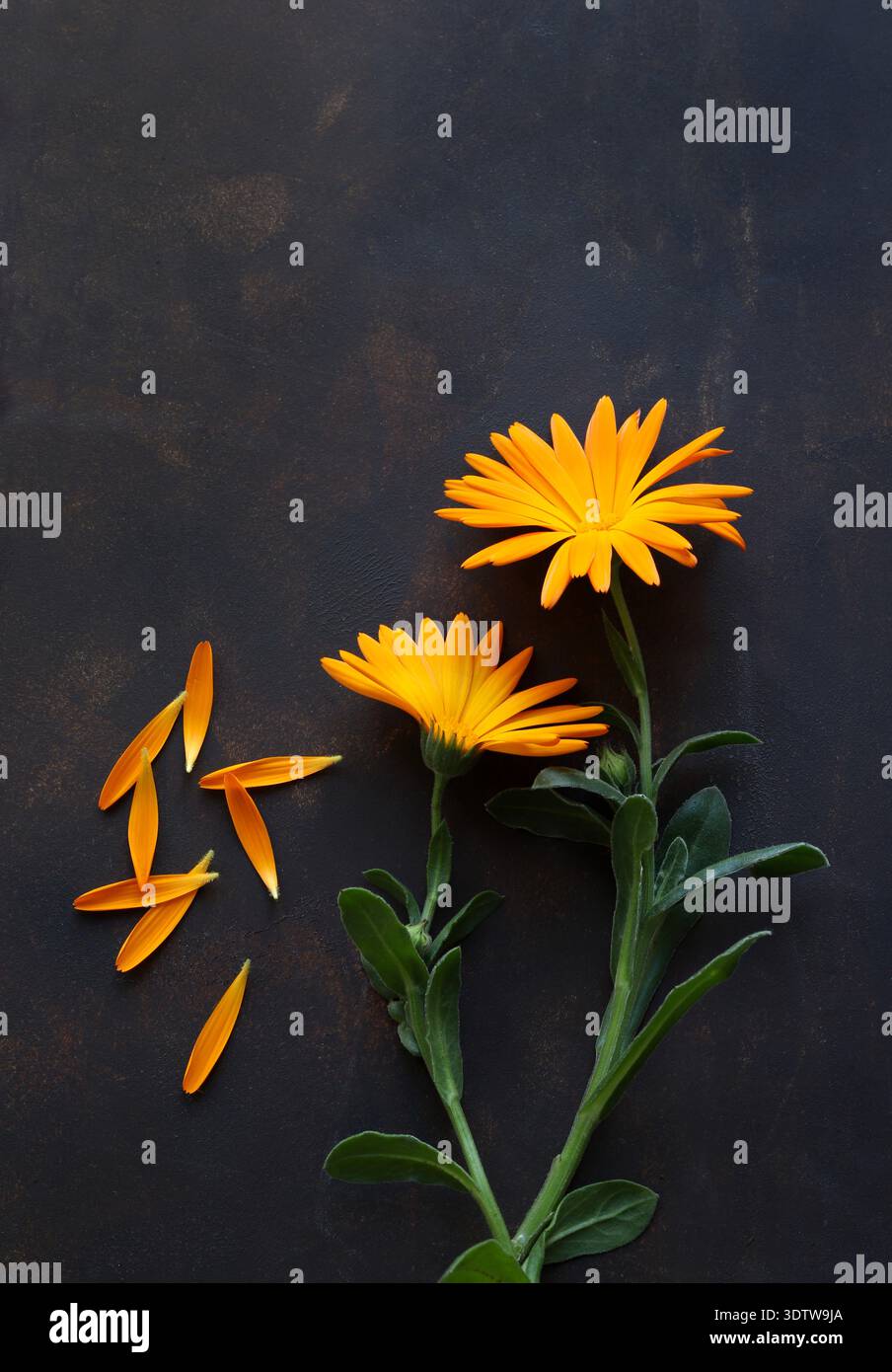 Schöne orange Blumen von Calendula (Calendula officinalis) isoliert auf braunem Hintergrund. Wandbilder, Poster, Druck, Leinwand, Wohnkultur. Stockfoto