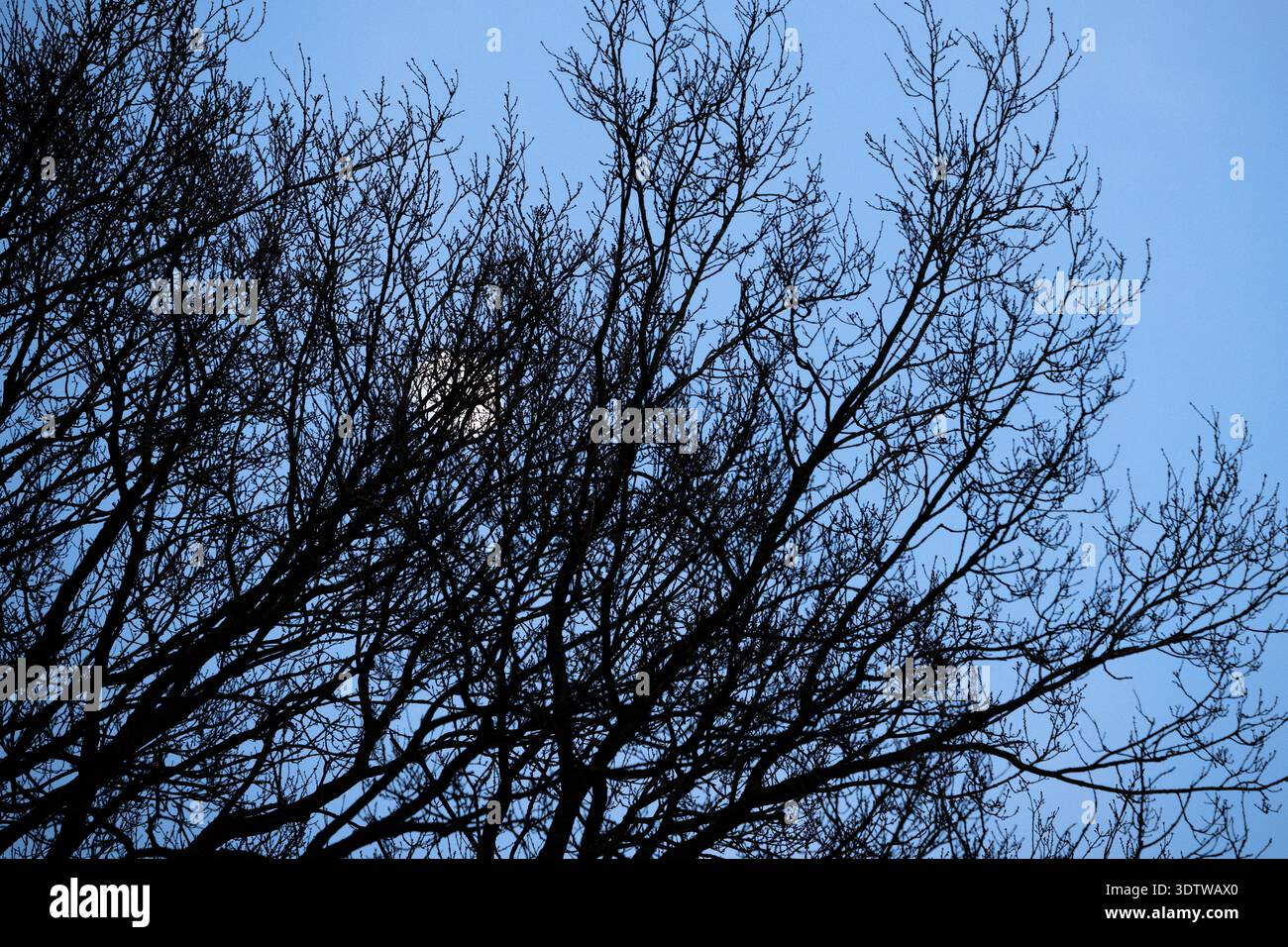 Voller weißer Mond mit sichtbaren Kratern hinter Baumzweigen am blauen Nachmittagshimmel. Stockfoto