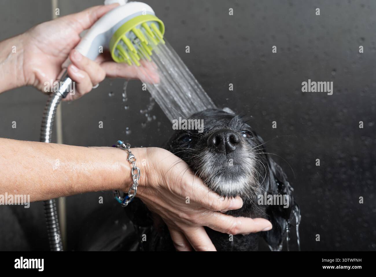 Person, die ein schwarzes Haustier in einem Friseursalon wäscht Stockfoto
