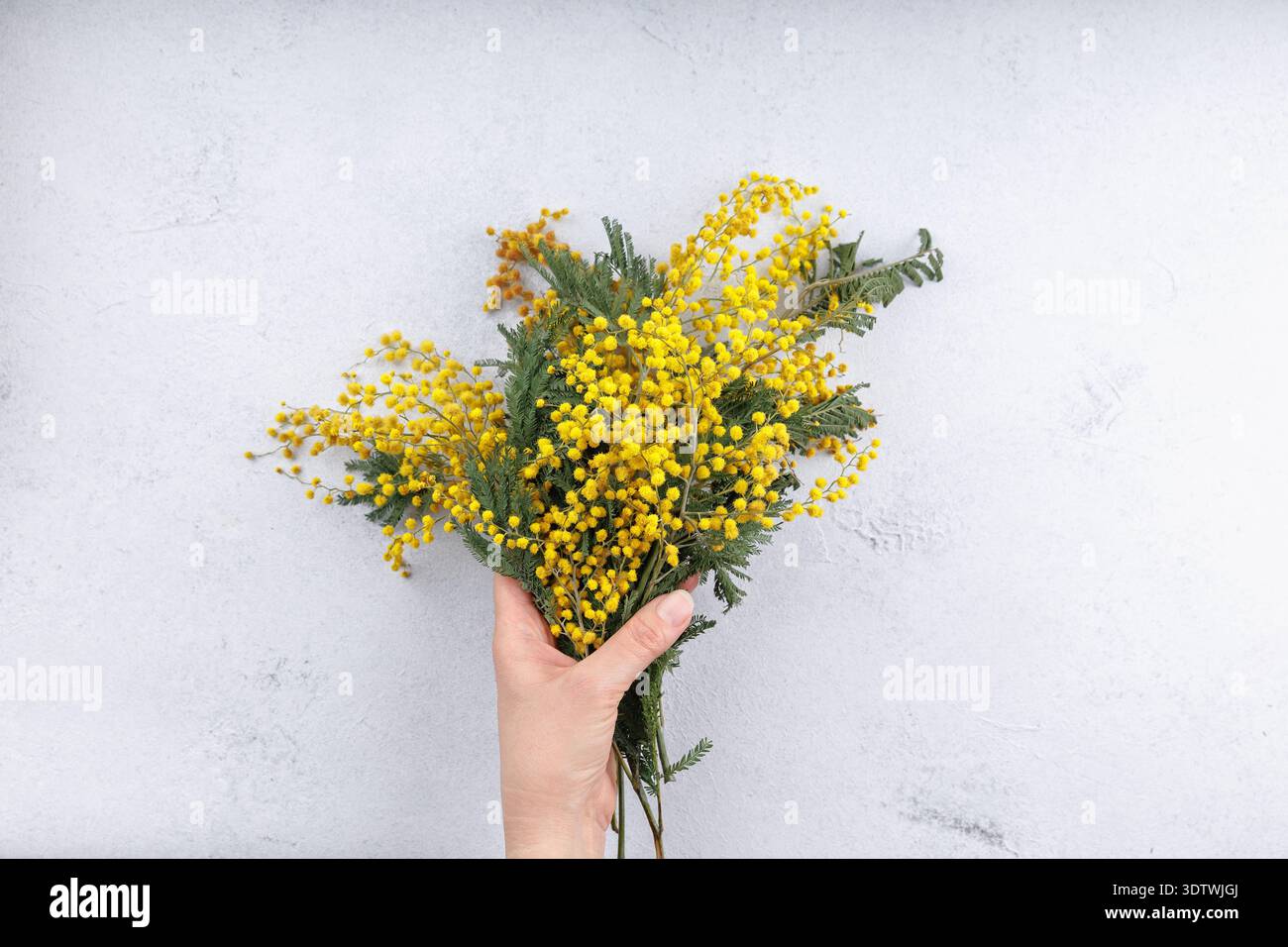 Hand mit einem Blumenstrauß aus Mimosa auf hellem Hintergrund Stockfoto