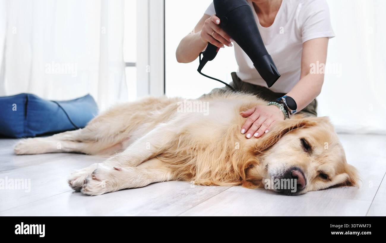 Frau Trocknender Hund Zu Hause Mit Haarfön, Pflege Golden Retriever Hund Zu Hause Stockfoto