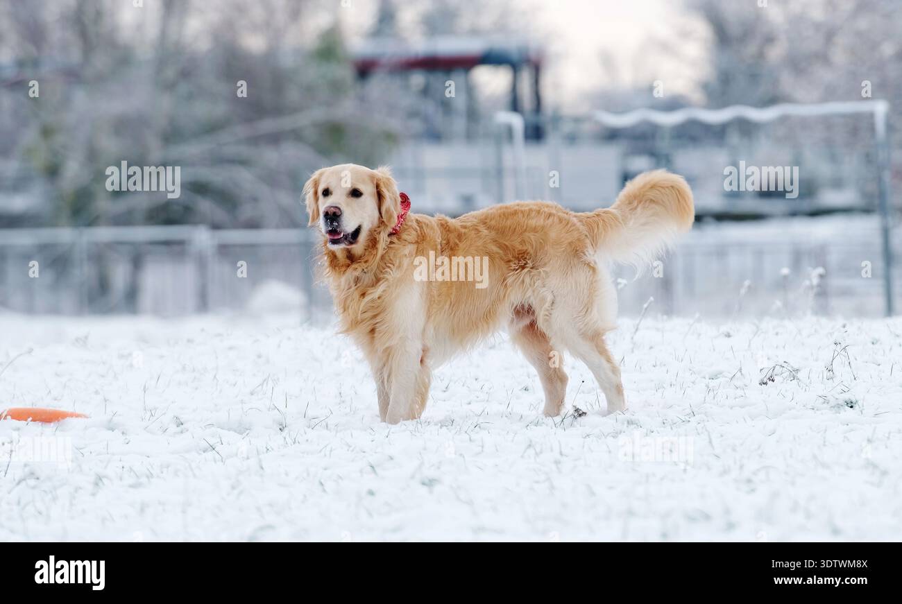 Niedlicher Golden Retriever Hund, der mit Spielzeug spielt und auf Einem Schnee im Winer läuft Stockfoto