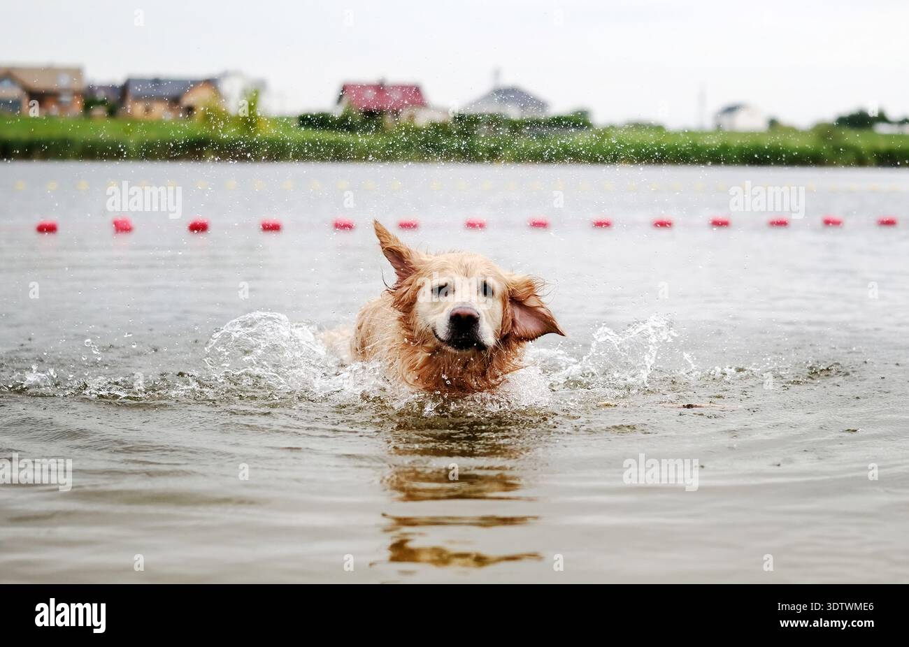 Der Entzückende Golden Retriever Schwimmt Und Schüttelt Sich Vom Wasser, Läuft Fröhlich Draußen Stockfoto