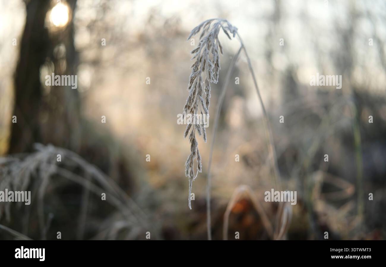 Morgens frostiges Gras im Winter Eis auf Einer Wiese Stockfoto