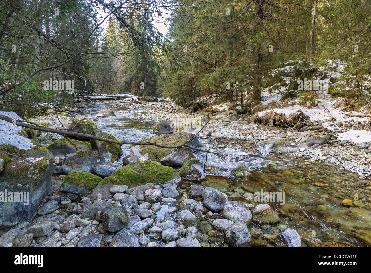 Ein ruhiger Bergbach stürzt über moosige Felsen, umgeben von dichtem immergrünem Wald und Schneestücken unter freiem Himmel. Hohe Tatra Stockfoto