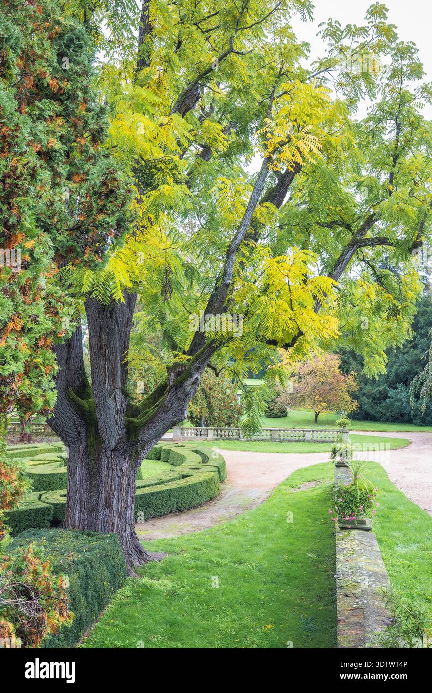 Der Garten am Schloss Buchlovice, Tschechien, Europa. Eine ruhige Landschaft bietet einen herrlichen, Reifen Baum mit goldenen Blättern, mit gepflegten Bäumen Stockfoto