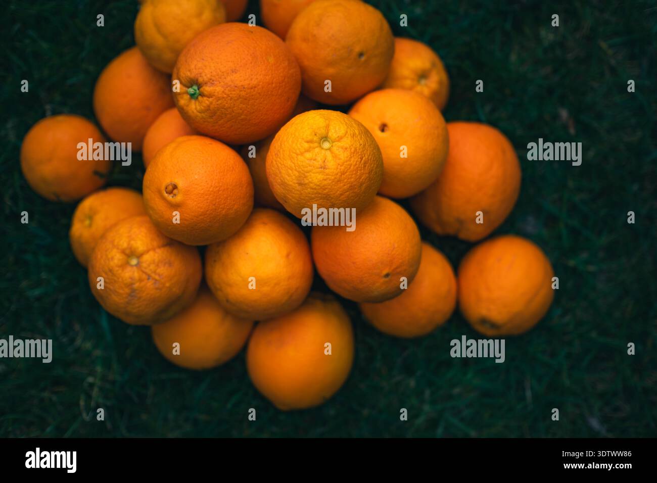 Ein Blick von oben auf einen üppigen Haufen frischer, reifer Orangen auf einem Bett aus dunkelgrünem Gras Stockfoto