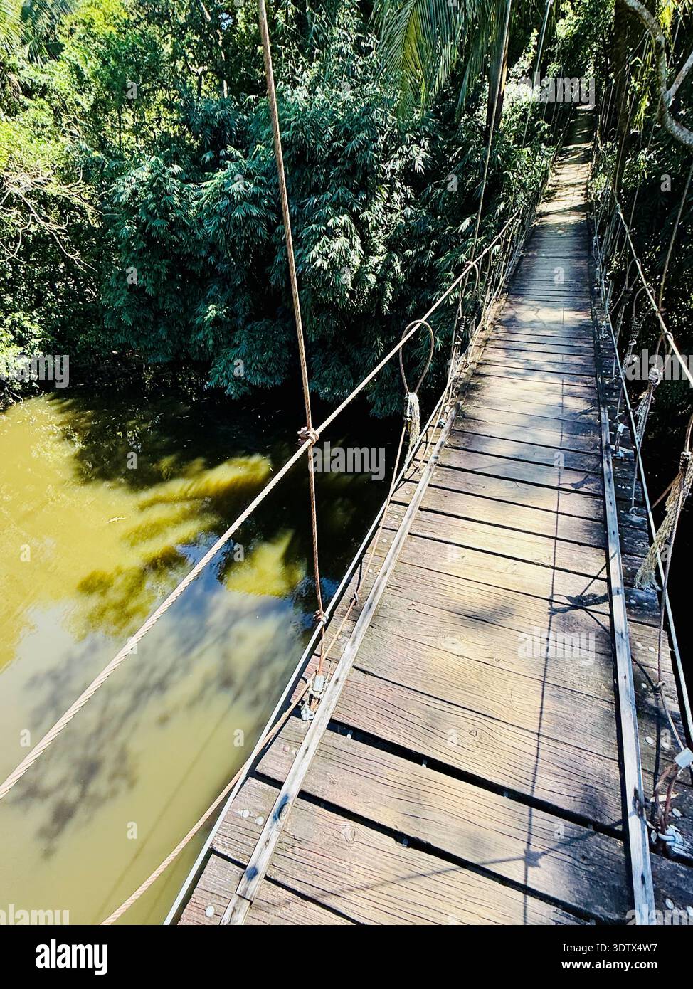Hängebrücke im Regenwald in Roatan, Honduras. Atemberaubender Blick auf ein Gewässer im Gumbalimba Park. Gehen Sie über eine Schildkrötenlagune. Stockfoto