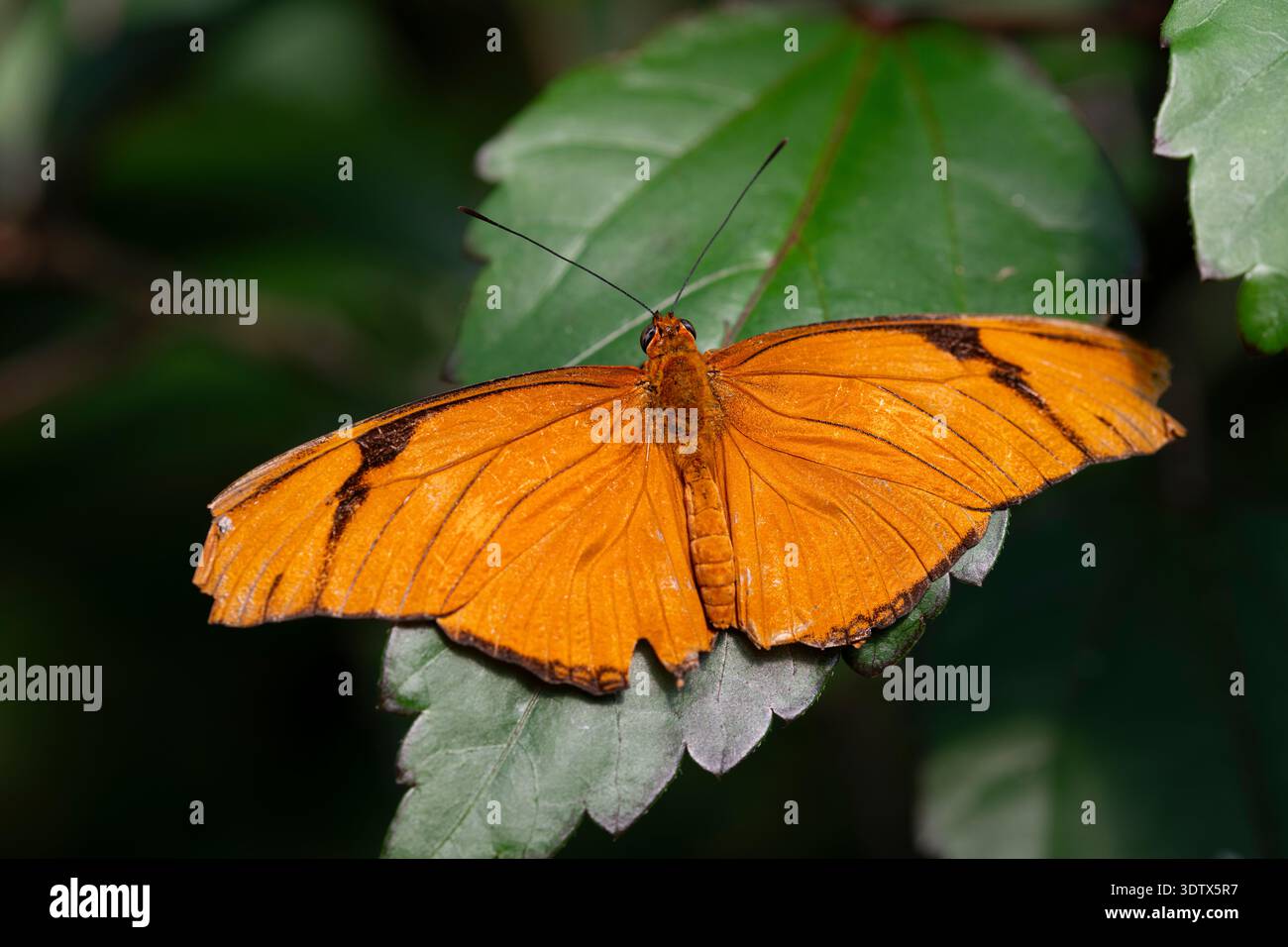 Dryas iulia (oft falsch geschrieben julia) der Gattung Dryas. Gemeinhin als Julia-Schmetterling, Julia helikonisch, Flambeau oder Flambeau bezeichnet Stockfoto