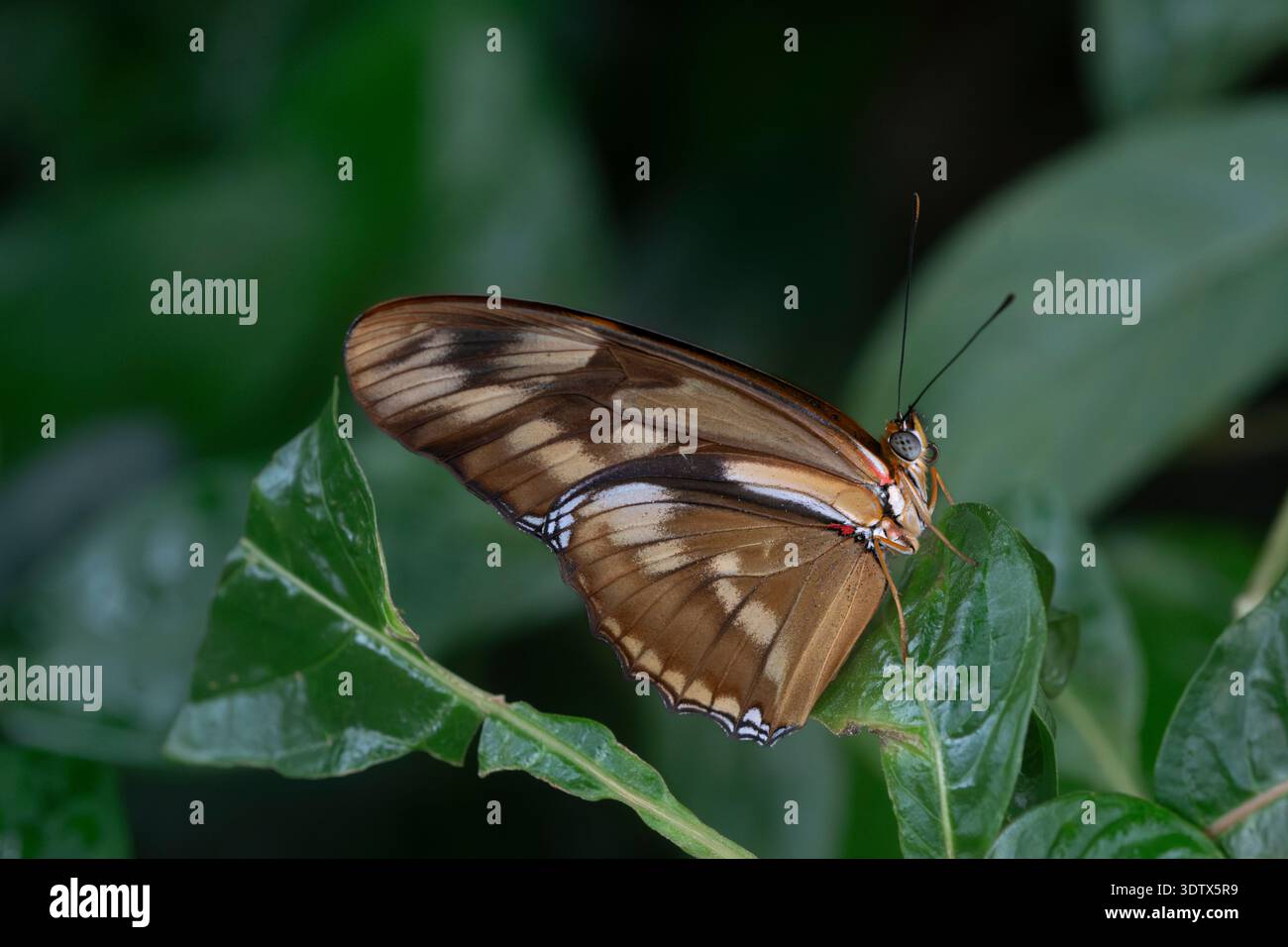 Dryas iulia (oft falsch geschrieben julia) der Gattung Dryas. Gemeinhin als Julia-Schmetterling, Julia helikonisch, Flambeau oder Flambeau bezeichnet Stockfoto