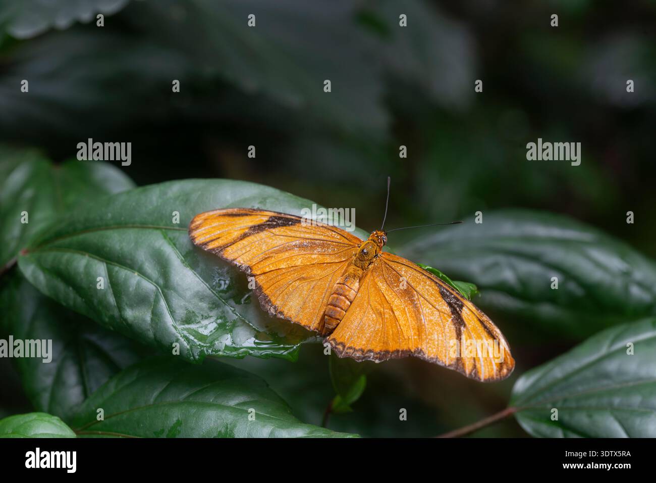 Dryas iulia (oft falsch geschrieben julia) der Gattung Dryas. Gemeinhin als Julia-Schmetterling, Julia helikonisch, Flambeau oder Flambeau bezeichnet Stockfoto